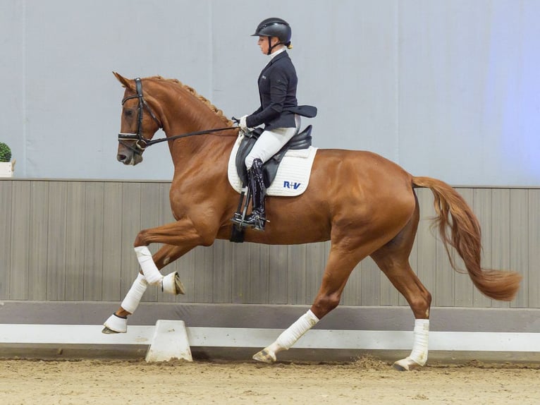 Westfale Stute 4 Jahre Fuchs in Mnster-Handorf