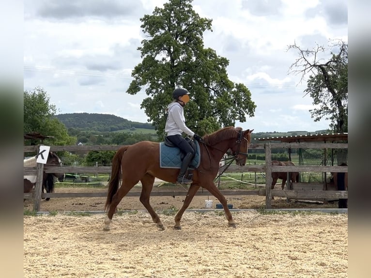 Westfale Stute 5 Jahre 155 cm Fuchs in Hetzles