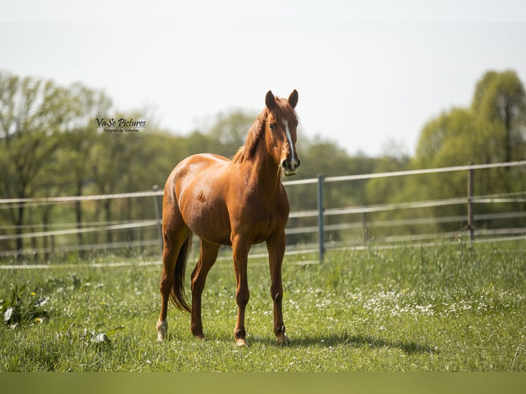Westfale Stute 5 Jahre 155 cm Fuchs in Hetzles