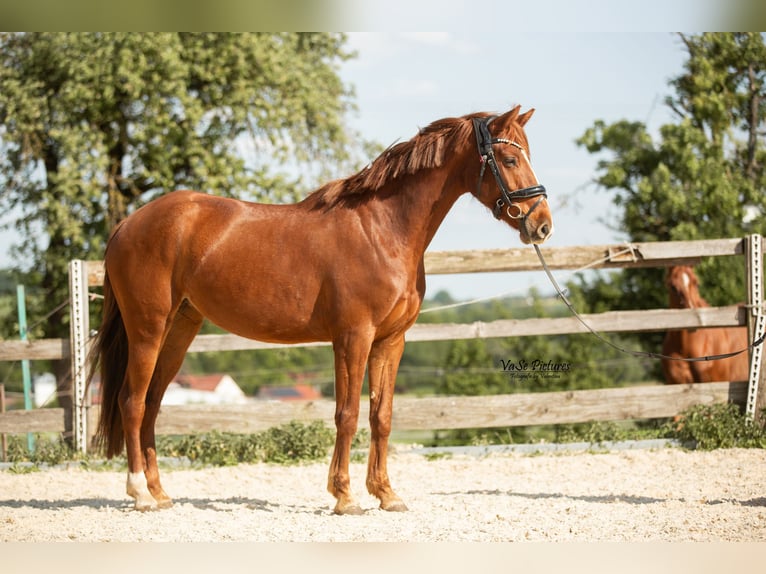 Westfale Stute 5 Jahre 155 cm Fuchs in Hetzles