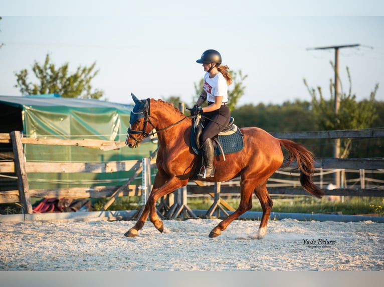 Westfale Stute 5 Jahre 155 cm Fuchs in Hetzles
