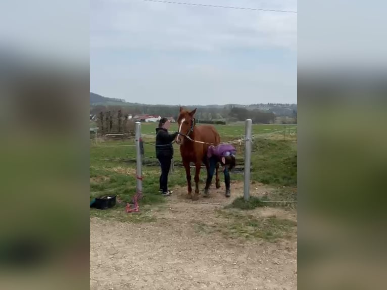 Westfale Stute 5 Jahre 155 cm Fuchs in Hetzles