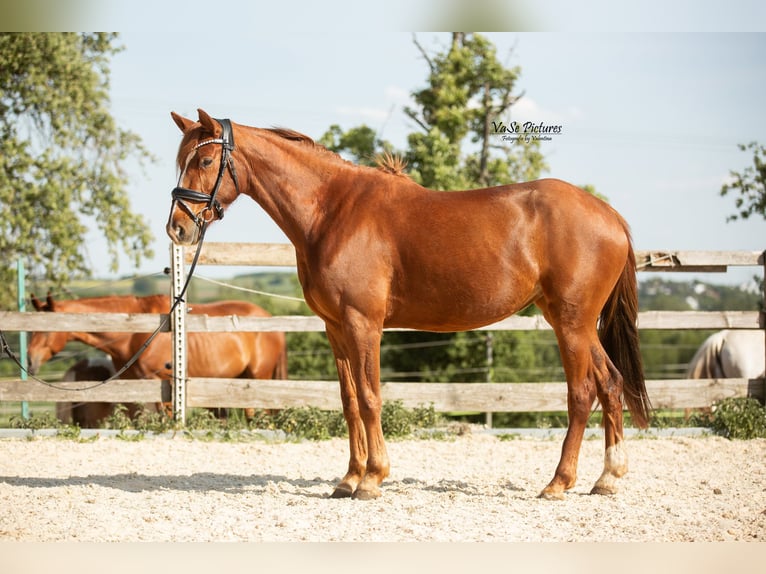 Westfale Stute 5 Jahre 155 cm Fuchs in Hetzles