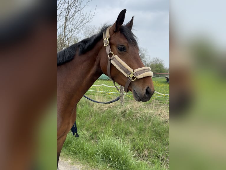 Westfale Stute 5 Jahre 157 cm Brauner in Detmold