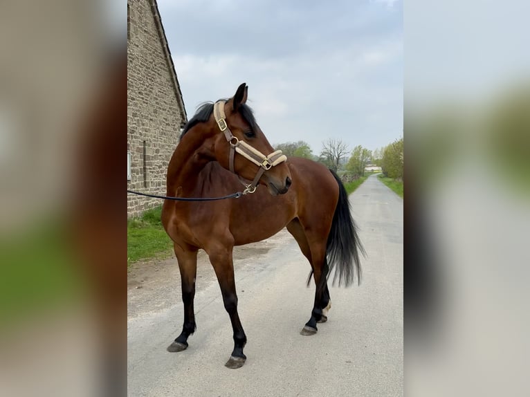 Westfale Stute 5 Jahre 157 cm Brauner in Detmold