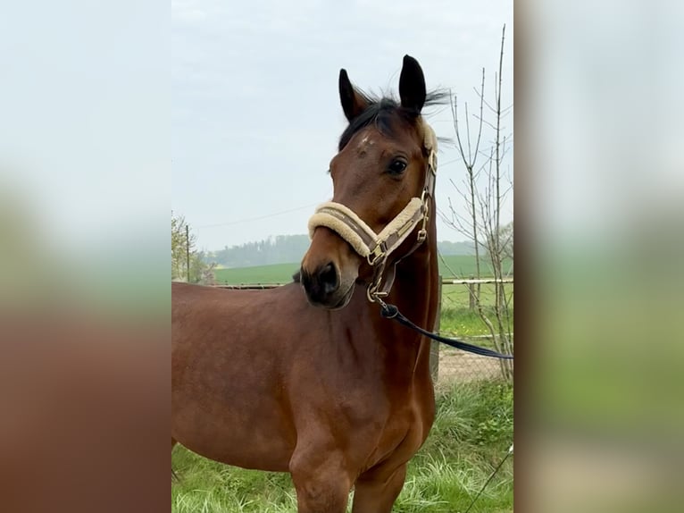 Westfale Stute 5 Jahre 157 cm Brauner in Detmold