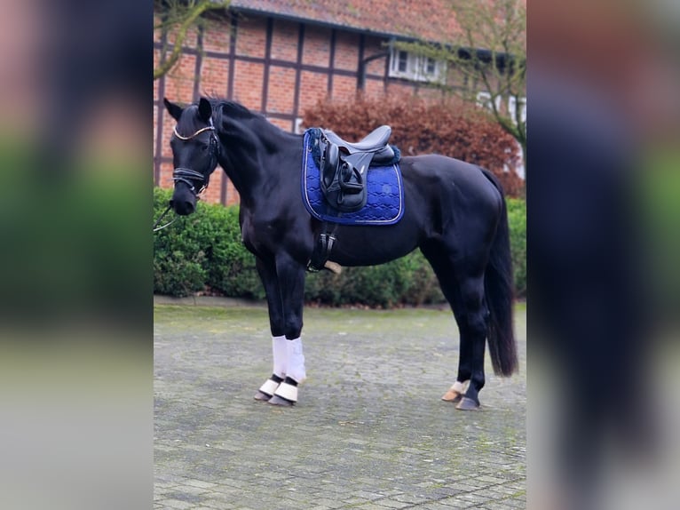 Westfale Stute 5 Jahre 158 cm Rappe in Warendorf