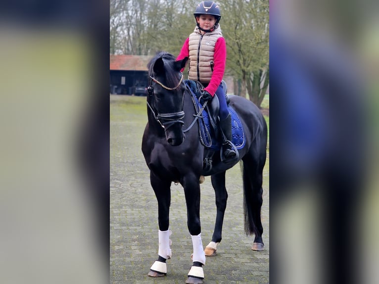 Westfale Stute 5 Jahre 158 cm Rappe in Warendorf