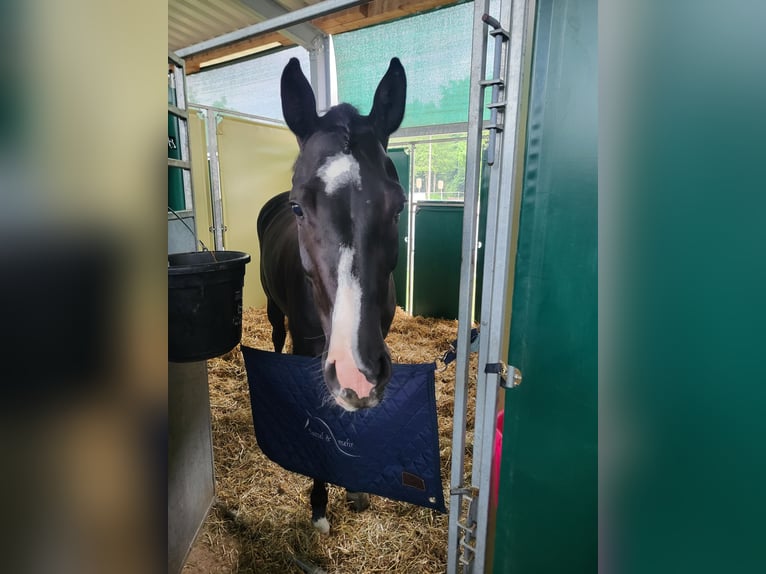 Westfale Stute 5 Jahre 158 cm Schwarzbrauner in Felsberg