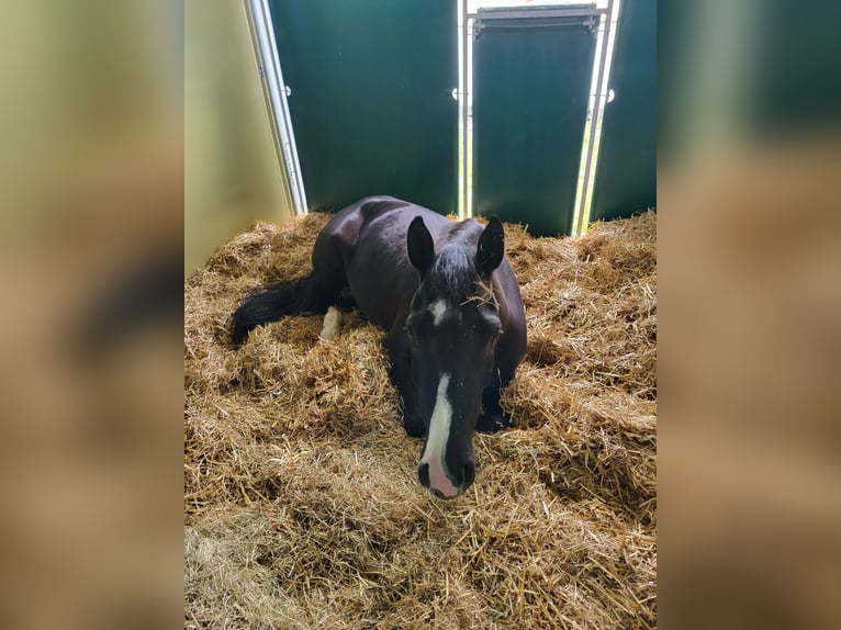 Westfale Stute 5 Jahre 158 cm Schwarzbrauner in Felsberg