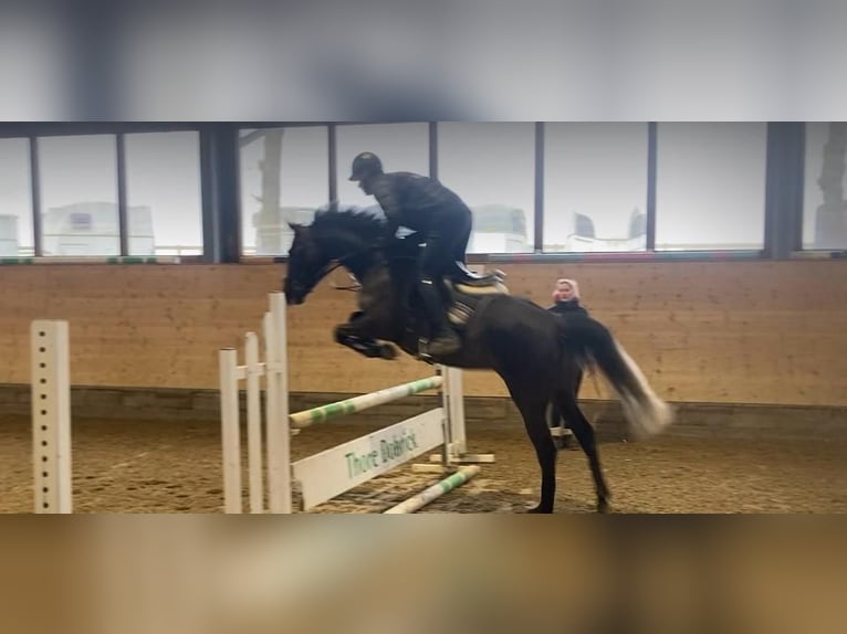 Westfale Stute 5 Jahre 159 cm Rappschimmel in Hamm