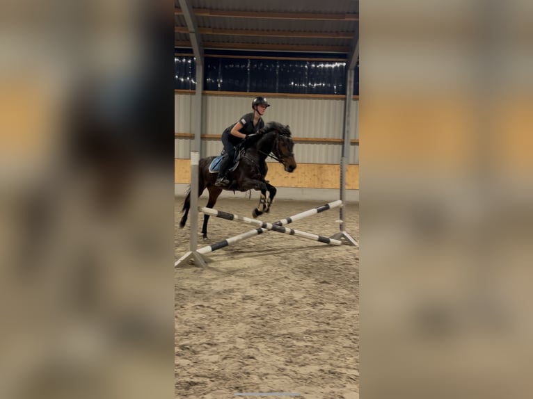 Westfale Stute 5 Jahre 160 cm Dunkelbrauner in Kerken