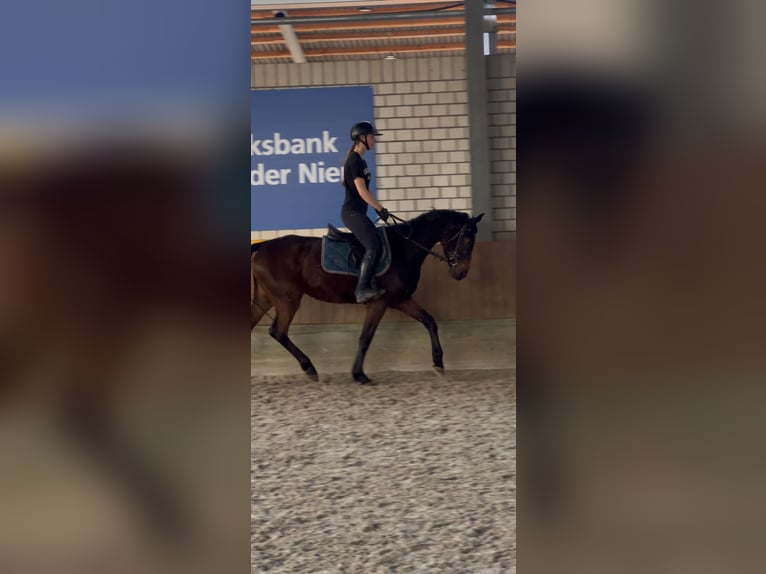 Westfale Stute 5 Jahre 160 cm Dunkelbrauner in Kerken