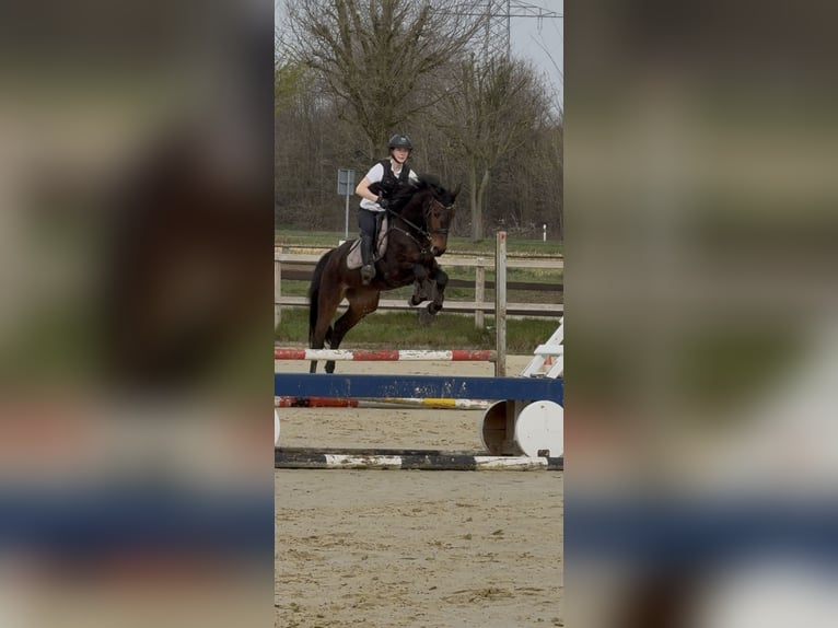 Westfale Stute 5 Jahre 160 cm Dunkelbrauner in Kerken