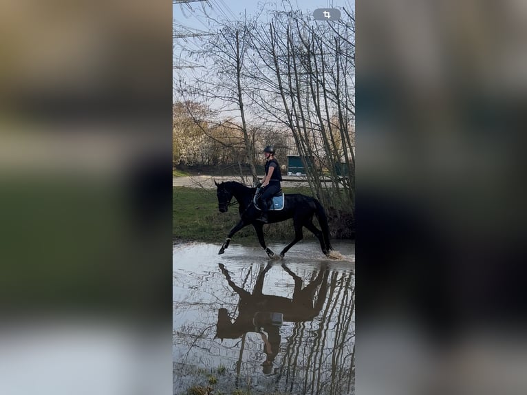 Westfale Stute 5 Jahre 160 cm Dunkelbrauner in Kerken