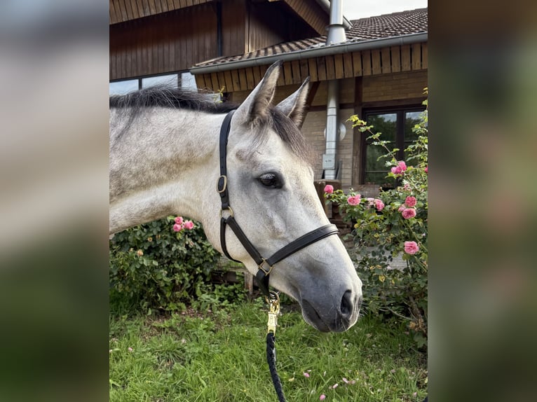 Westfale Stute 5 Jahre 160 cm Schimmel in M&#xFC;nster