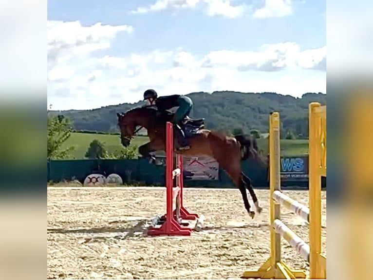 Westfale Stute 5 Jahre 161 cm Brauner in Lindlar