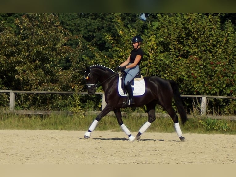 Westfale Stute 5 Jahre 161 cm Rappe in Iserlohn