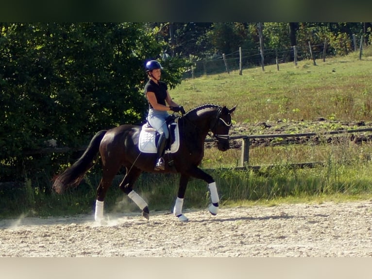 Westfale Stute 5 Jahre 161 cm Rappe in Iserlohn