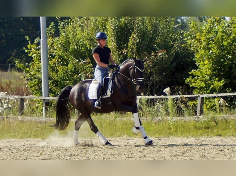 Westfale Stute 5 Jahre 161 cm Rappe in Iserlohn