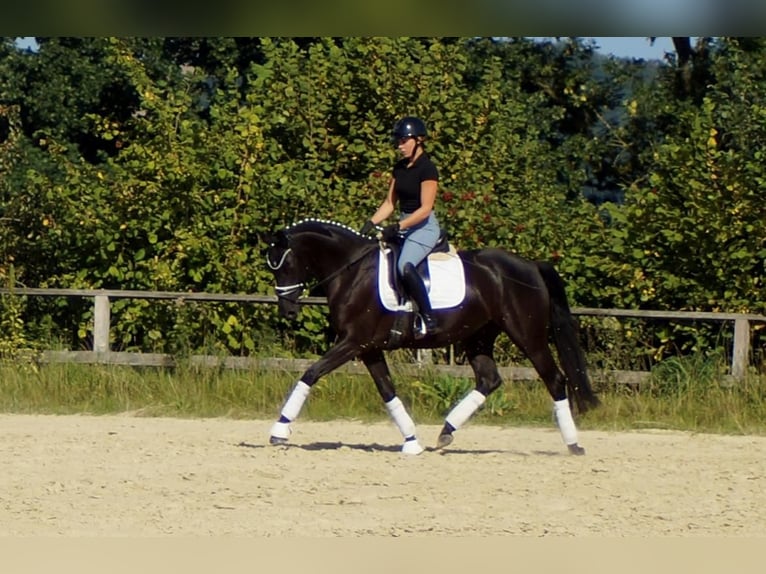 Westfale Stute 5 Jahre 161 cm Rappe in Iserlohn
