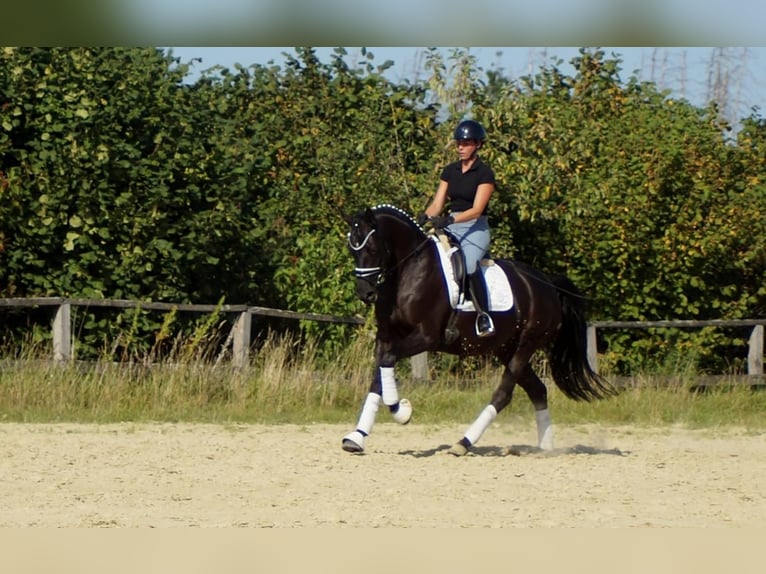 Westfale Stute 5 Jahre 161 cm Rappe in Iserlohn
