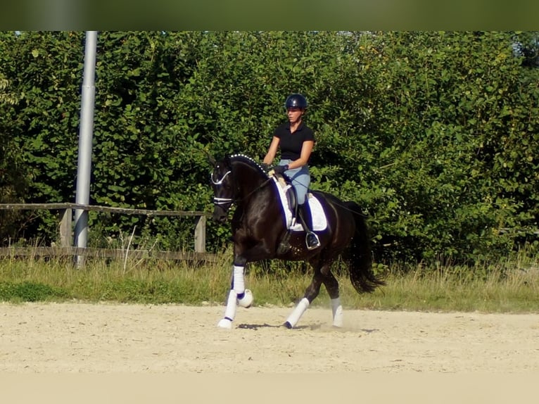 Westfale Stute 5 Jahre 161 cm Rappe in Iserlohn