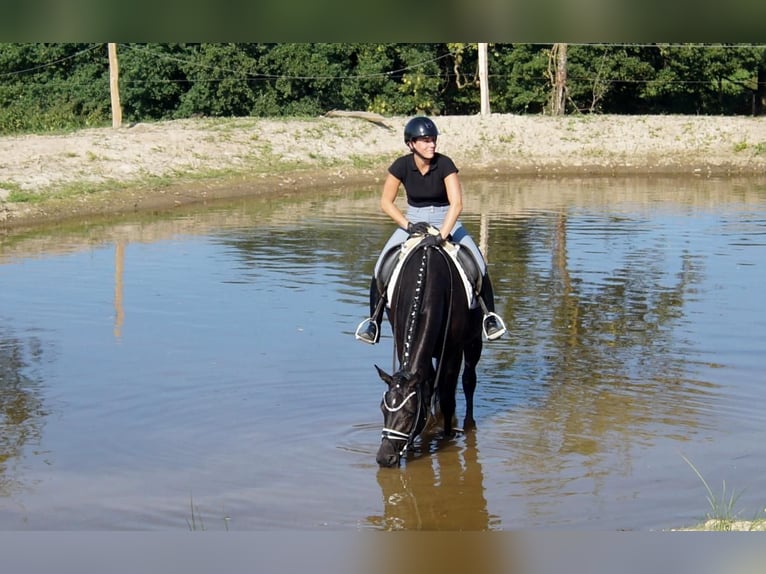 Westfale Stute 5 Jahre 161 cm Rappe in Iserlohn
