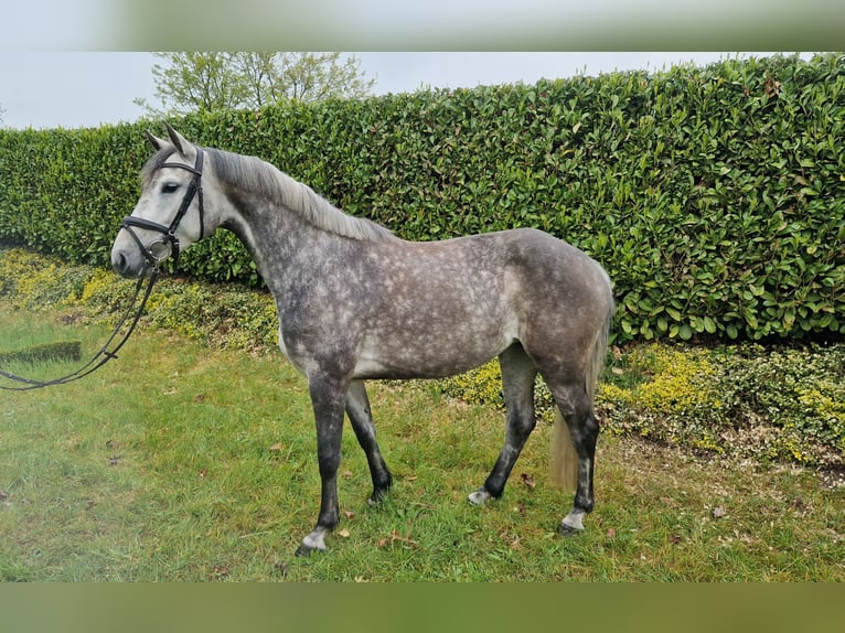 Westfale Stute 5 Jahre 162 cm Apfelschimmel in Mettingen
