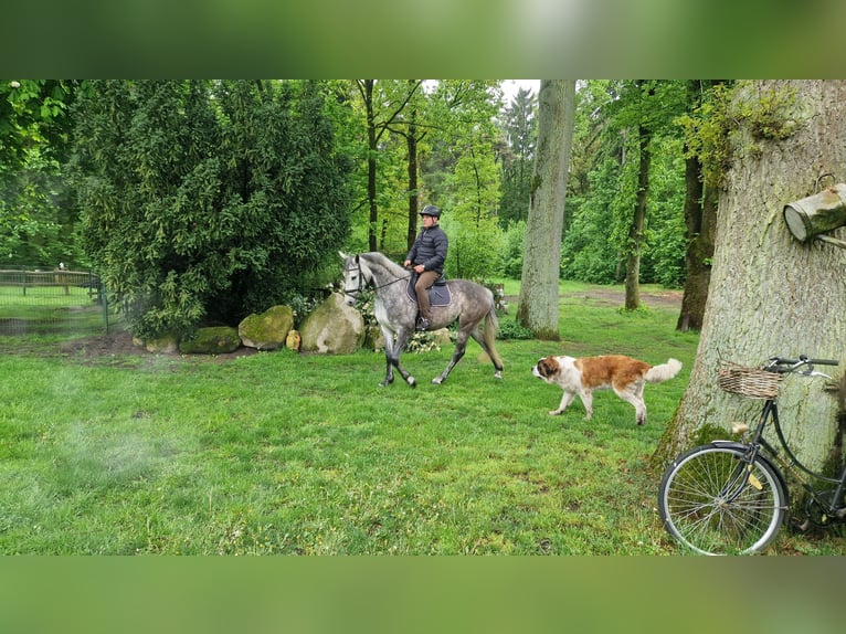 Westfale Stute 5 Jahre 162 cm Apfelschimmel in Mettingen
