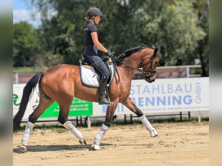 Westfale Stute 5 Jahre 162 cm Brauner in Heek