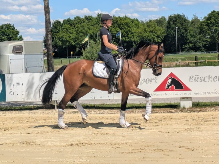 Westfale Stute 5 Jahre 162 cm Brauner in Heek