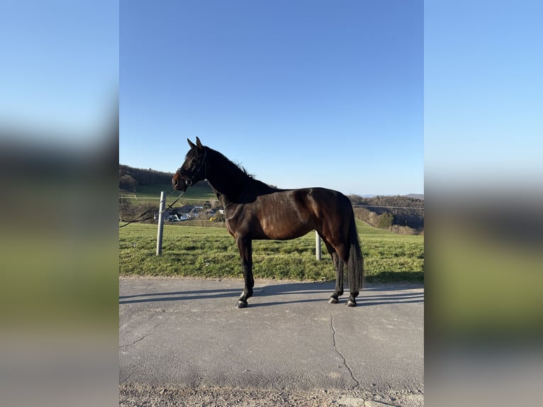 Westfale Stute 5 Jahre 162 cm Dunkelbrauner in Drolshagen