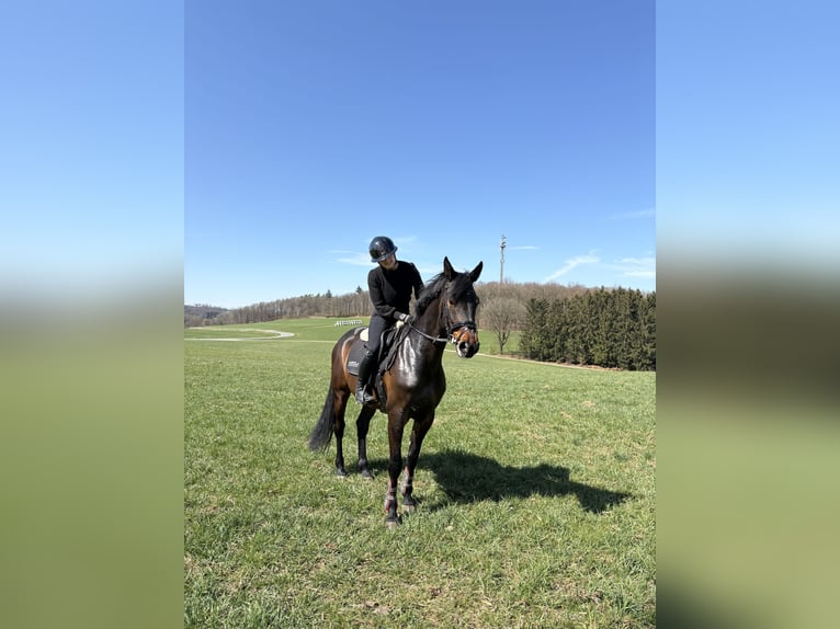 Westfale Stute 5 Jahre 162 cm Dunkelbrauner in Drolshagen