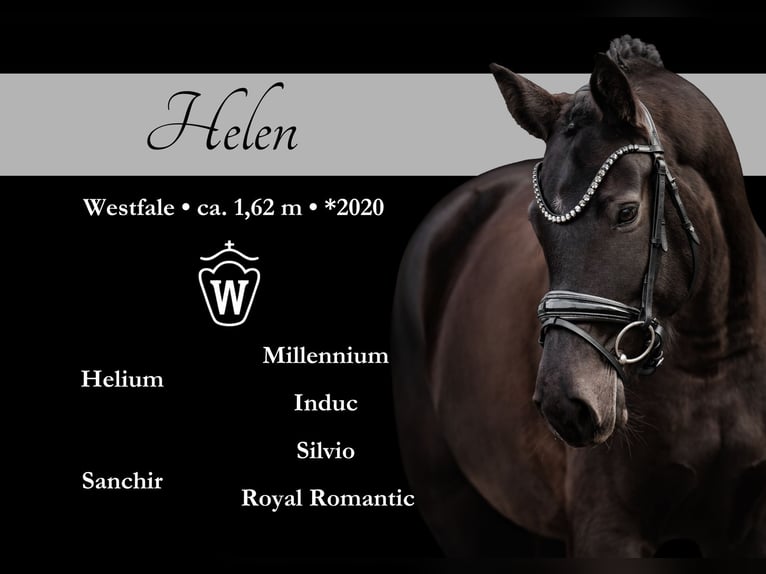 Westfale Stute 5 Jahre 162 cm Schwarzbrauner in Wehringen