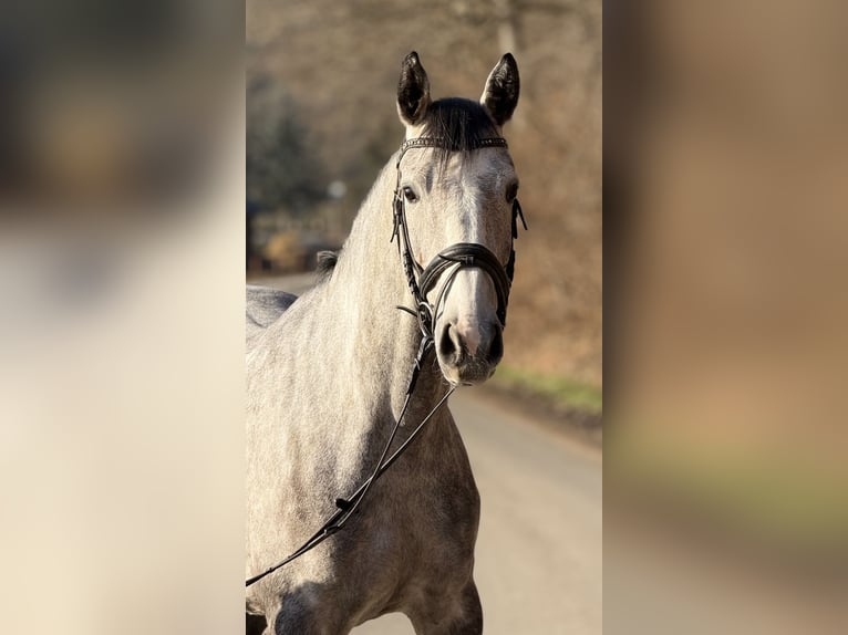 Westfale Stute 5 Jahre 162 cm in Schenklengsfeld
