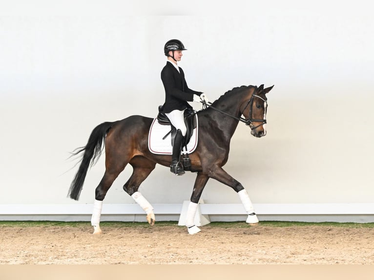 Westfale Stute 5 Jahre 163 cm Brauner in Lüdinghausen