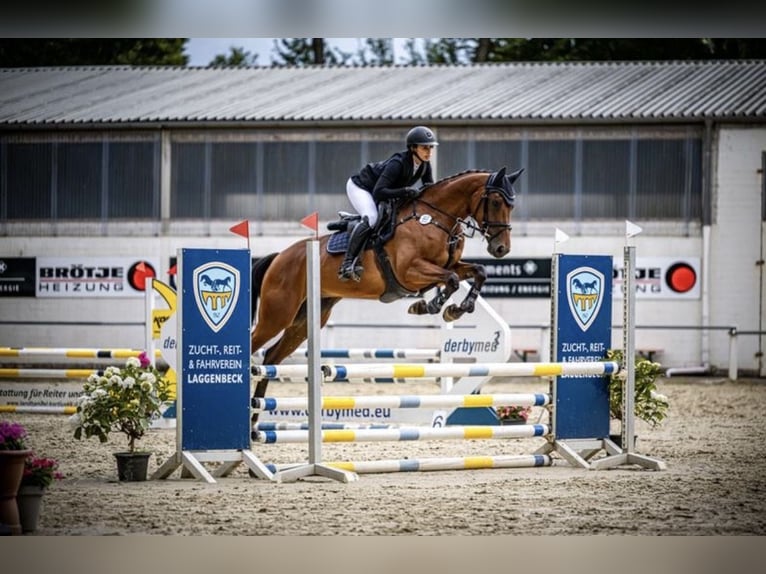 Westfale Stute 5 Jahre 163 cm Brauner in Osnabrück