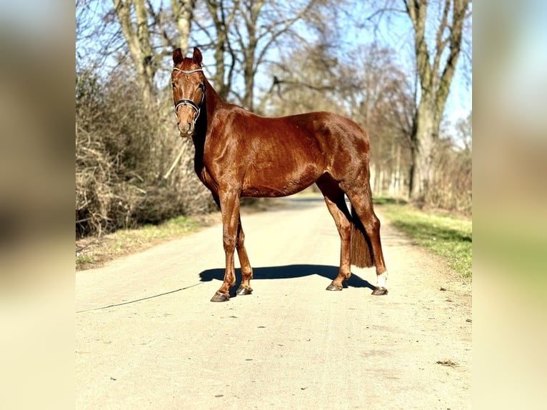 Westfale Stute 5 Jahre 163 cm Fuchs in Kerpen