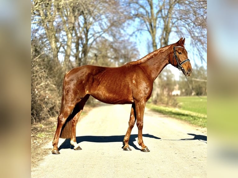 Westfale Stute 5 Jahre 163 cm Fuchs in Kerpen