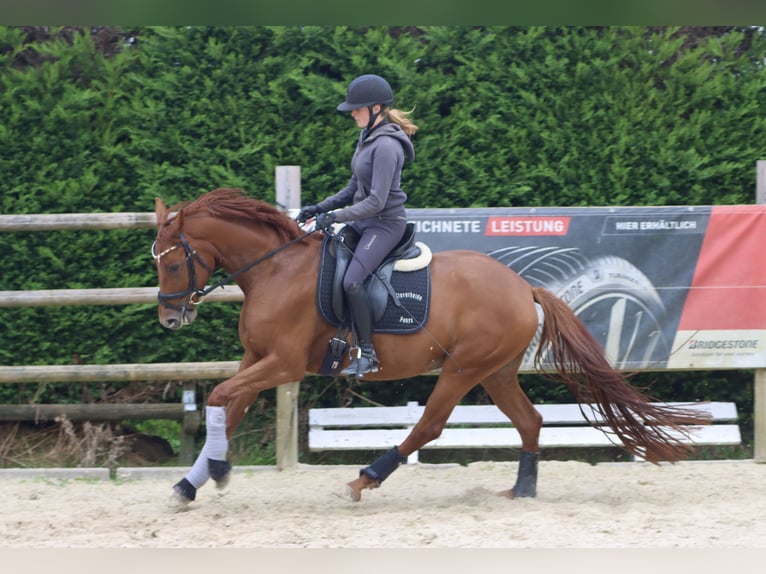 Westfale Stute 5 Jahre 163 cm Fuchs in Nottuln
