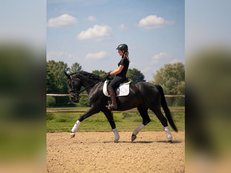 Westfale Stute 5 Jahre 163 cm Rappe in Schwerte