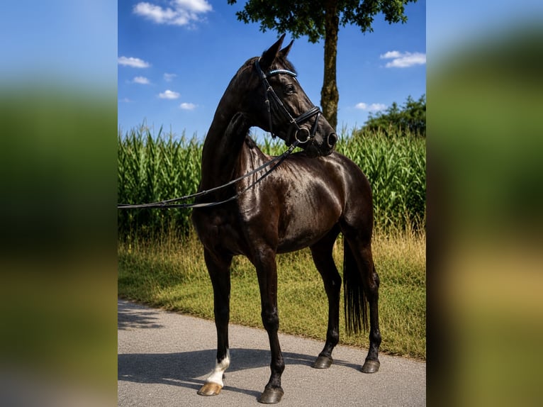 Westfale Stute 5 Jahre 163 cm Rappe in Schwerte