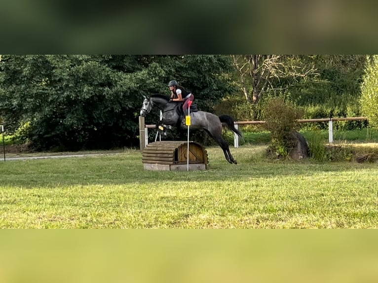 Westfale Stute 5 Jahre 163 cm Schimmel in Eisfeld