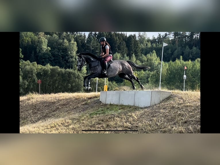 Westfale Stute 5 Jahre 163 cm Schimmel in Eisfeld