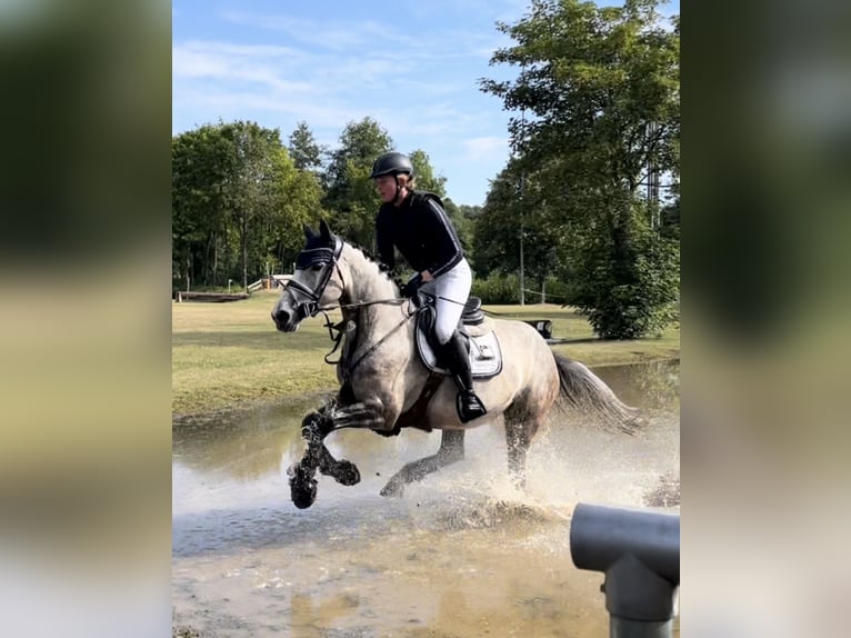 Westfale Stute 5 Jahre 164 cm Apfelschimmel in Schenklengsfeld