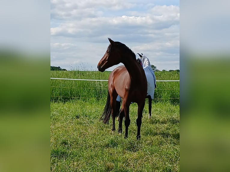 Westfale Stute 5 Jahre 164 cm Brauner in Welver