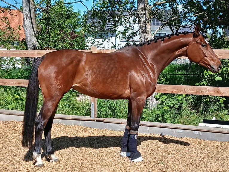 Westfale Stute 5 Jahre 164 cm Brauner in Welver