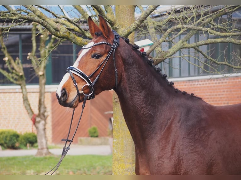 Westfale Stute 5 Jahre 164 cm Brauner in Altenberge