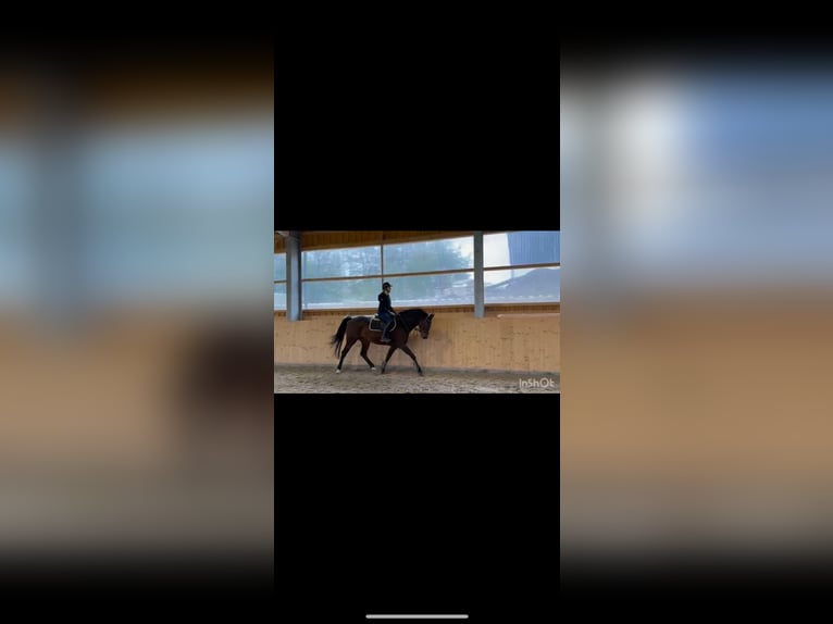 Westfale Stute 5 Jahre 164 cm Brauner in Meinerzhagen